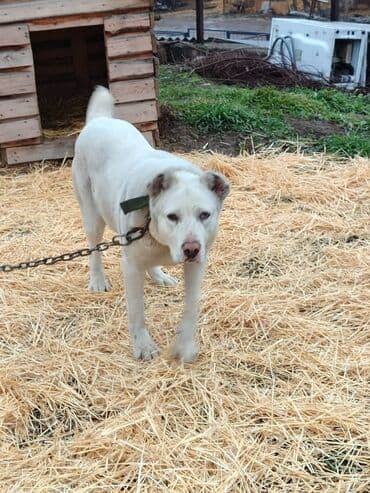 казакча той ырлары 2020 скачать: Ищем дом молодой суке породы алабай. Рожать не будет. Привезём сами — 3