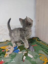 carters для мальчика: Кошка даром: Беспородная, 1 месяц, Мальчик, Приучена к лотку — 4