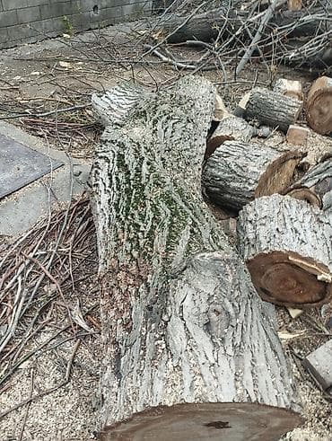 Ствол ореха,продаю! 2.3на 0.55 Тел