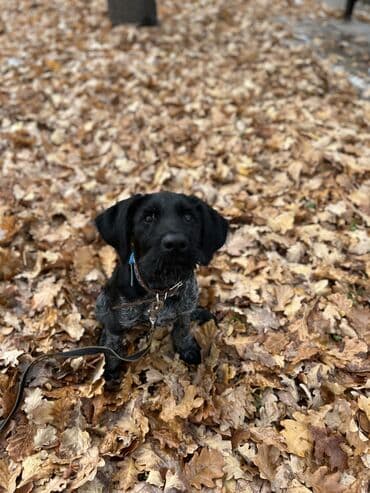 перевозка собак: | ИНДИВИДУАЛЬНАЯ ДРЕССИРОВКА СОБАК | Хотите, чтобы ваша собака была — 2