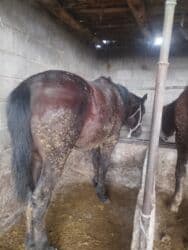 продажа щенков немецкой овчарки с документами в бишкеке: Продаю | Жеребец | Для разведения — 4