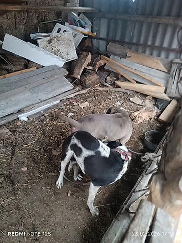 Аквариумдар: Питбуль, 2 жаш, Эркек, Эмделген — 1