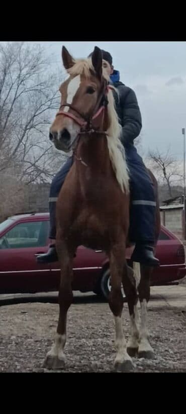 лошадь бишкек: Продаю | Кобыла (самка) | Рабочий — 1