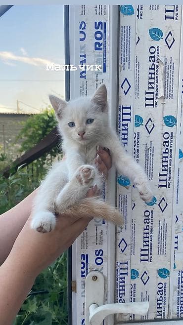 кошка беловодск: Ургаачы — 2