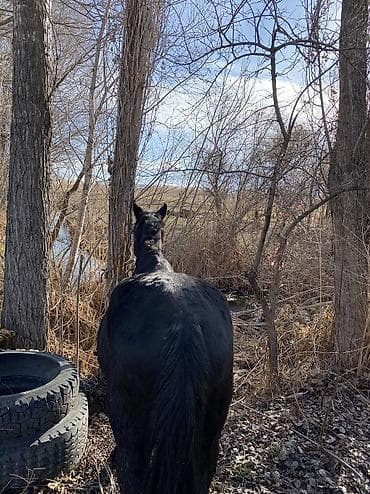 кон: Продаю | Жеребец | Рабочий — 2