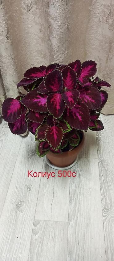 plaud note: Комнатные растения в горшках: - Колиус — декоративно-лиственное — 1