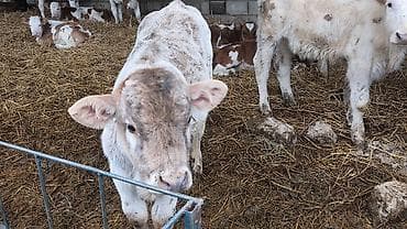 бооз уйлар: Сатам | Бука (эркек) | Швиц, Аулиекөл | Бордоп семиртүү үчүн, Көбөйтүү үчүн | Жасалма уруктандырылган — 3