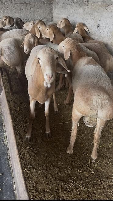 регдолл кошка: Продаю | Баран (самец) — 3