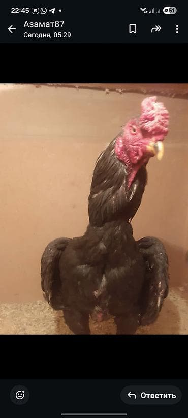 Кошки: Продаю | Петух | Бойцовая | Для разведения — 2