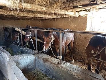 бетховен собака: Продаю | Жеребец | Полукровка | Для разведения — 3