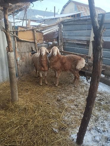 сиамская ориентальная кошка: Продаю | Баран (самец) | Арашан | Для разведения | Племенные — 2