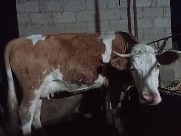 Айыл-чарба жаныбарлары: Сатам | Уй (ургаачы) | Симментал | Сүт алуу үчүн | Байланган — 2