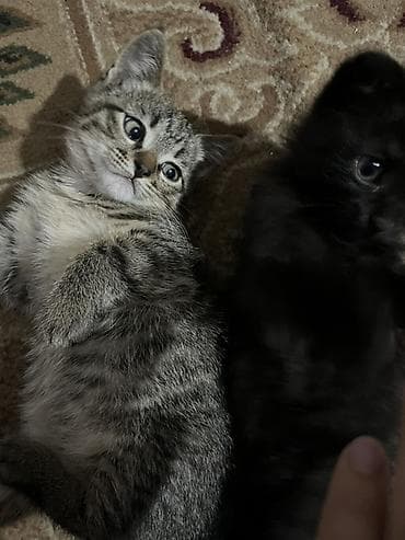кошка малинкый: Котята-подростки, домашние. Два малыша из одного выводка: - Тигровый — 1