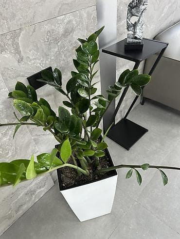цветок зензи: Замиокулькас (Zamioculcas zamiifolia) в высоком современном кашпо - — 3