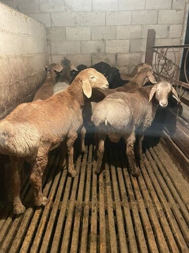 сх животные и товары: Продаю | Ягненок | Полукровка | На забой | Осеменитель, Племенные — 8