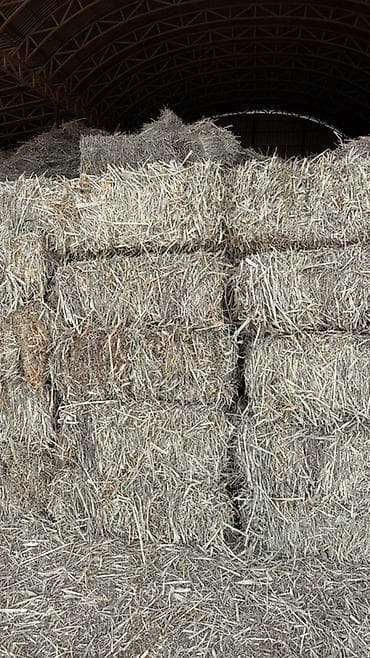 Сено в тюках (люцерна) Сухое Корм для животных В большом количестве