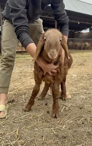 калифорния кролик: Продаю | Ягненок | Для разведения | Племенные — 1