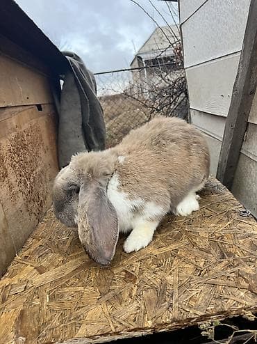 шотландская длинношерстная кошка: Французский
баран 10 месяцев вес шесть кг отвечает 24/7 — 3