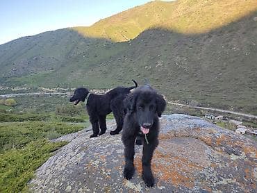 собаки бишкек: Щенки крупной породы, черные, с длинной шерстью и бородкой, уши — 2