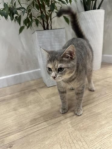 кошка мышык: Ургаачы, Лотокко барууга үйрөтүлгөн — 5