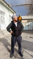 дом попугая: Ара синежёлтый (Blue-and-yellow Macaw) - Яркий крупный попугай с — 5