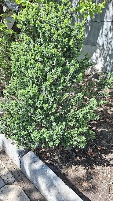 самшиты круглые: Самшит (Buxus) — декоративные вечнозелёные кусты для живых изгородей и — 3