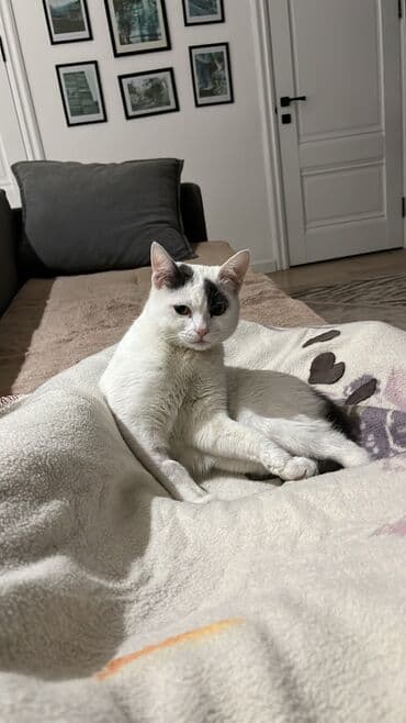 купить курицу домашнюю: Беспородная, 8 месяцев, Мальчик, Биколор, Кастрирована, Приучена к лотку, Проглистована — 6