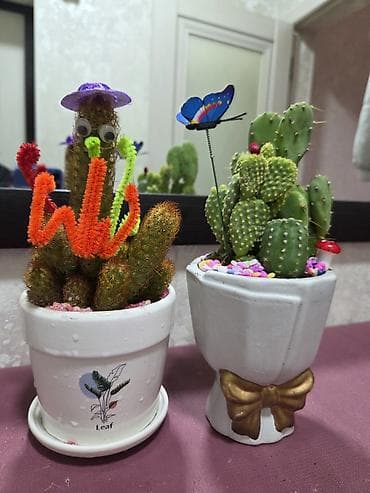 Хлорофитумдар: Хавортия и кактусы — суккуленты для дома и офиса - Хавортия по 350 с — 5