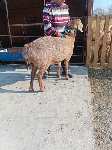 tuxedo порода кошек цена: Продаю | Овца (самка) | Арашан | Для разведения | Ярка — 12