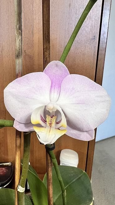 горшки: Кашпо для орхидей по 200 сом Удобрение для орхидей 250 сом Орхидея — 2