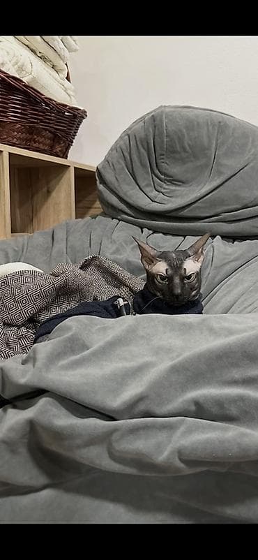 сфинкс купить: Мустафа | вязка канадский сфинкс (велюровый) Мустафа — канадский — 2