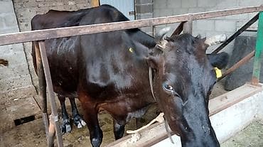 Продаю | Корова (самка) | Для молока | Привязанные at lalafo.kg Продаю | Корова (самка) | Для молока | Привязанные