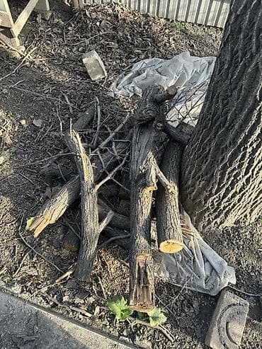 бу драва: Дрова — 2