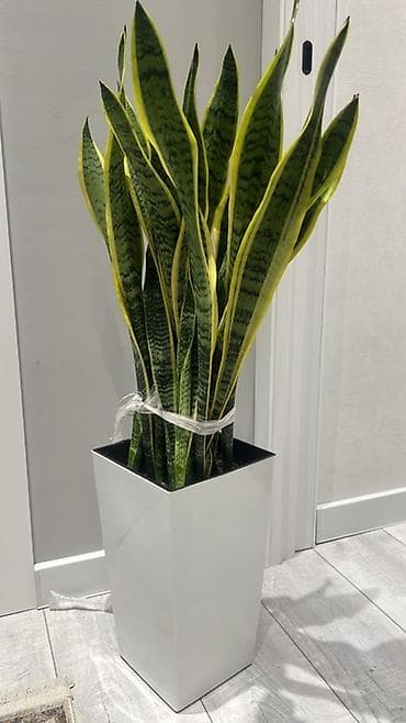 Драцены и Сансевиерии: Адаптированные пересаженные в горшках. Сансеvierия (Sansevieria — 2