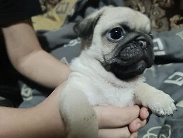 собаки мопсы: Щенки мопса Описание:хороший подарок который будет радовать всегда - — 5