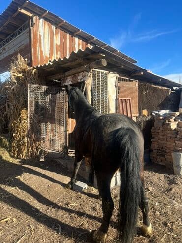 продам домик для кошки: Продаю | Кобыла (самка) | Для разведения — 2