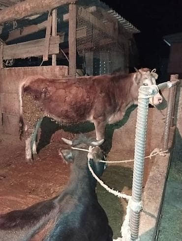 голова лошади: Продаю | Тёлка | Полукровка | Для разведения | Привязанные — 4