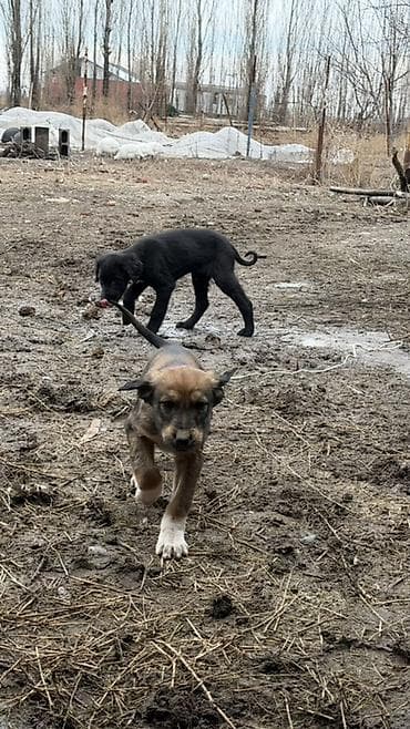 купить охотничью собаку: Щенки дворняги (метисы). На фото — помет от гладкошёрстной чёрной суки — 2