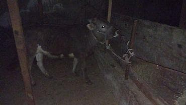 мышык кичинекей: Сатам | Кунаажын | Бордоп семиртүү үчүн | Байланган — 3