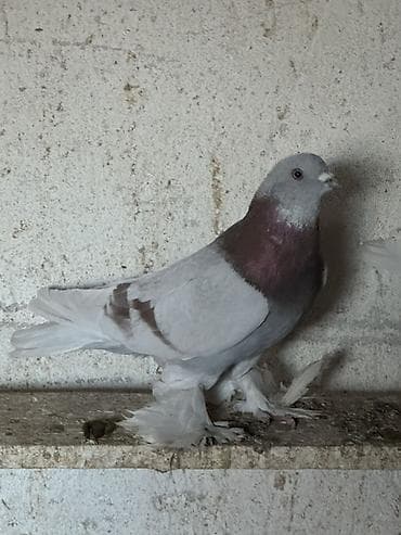 клетка бодоно: Породистый голубь декоративного направления. - Окрас: светло-серый — 4
