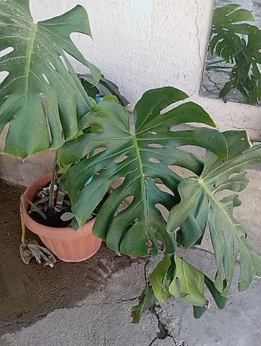 кок талаа: Монстера делициоза (Monstera deliciosa) в горшке - Крупное — 1