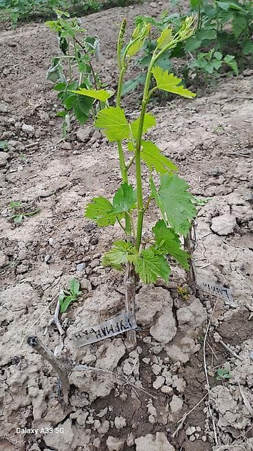 здоровое пртание: Саженцы винограда (разные сорта) - Молодые укоренённые кустики — 5