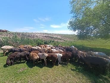 швиц коровы: Продаю | Овца (самка) | Полукровка | Для разведения | Матка — 1