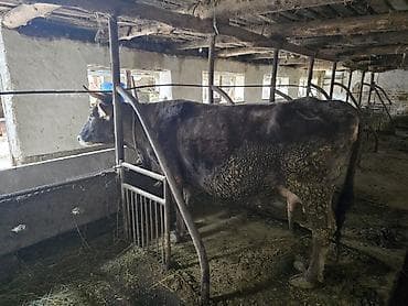 продажа кукуруза: Продаю | Корова (самка) | Полукровка | Для молока — 1