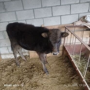 продажа домашних животных: Продаю | Тёлка | На откорм — 1
