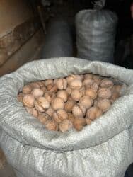 Продаю орехи грецкие 3,5 мешка, в каждом мешке + 30 кг. Все орехи