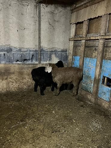 сена тук: Продаю | Баран (самец) | Для разведения — 8