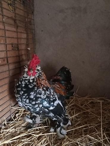 Продаю | Петух | Для разведения at lalafo.kg Продаю | Петух | Для разведения