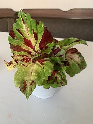 для круп: Комнатные растения в горшках: 1) Молочай Миля (Euphorbia milii — 4
