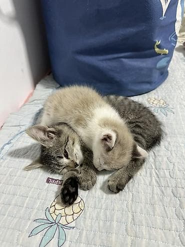 британский котята: 3 месяца, Девочка, Серый, Приучена к лотку — 1